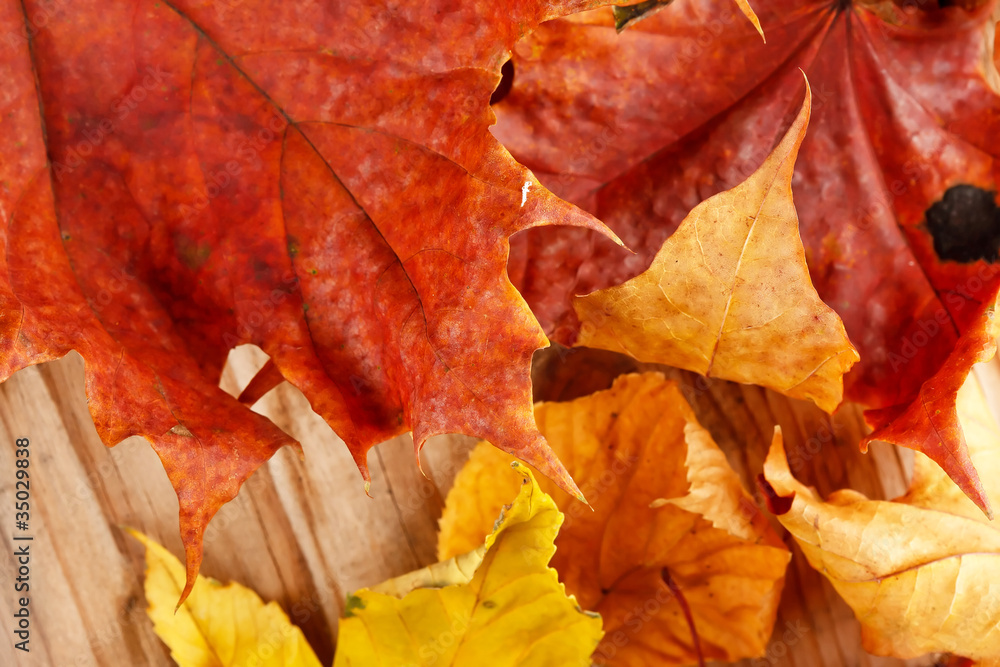 dried leaves dried leaves