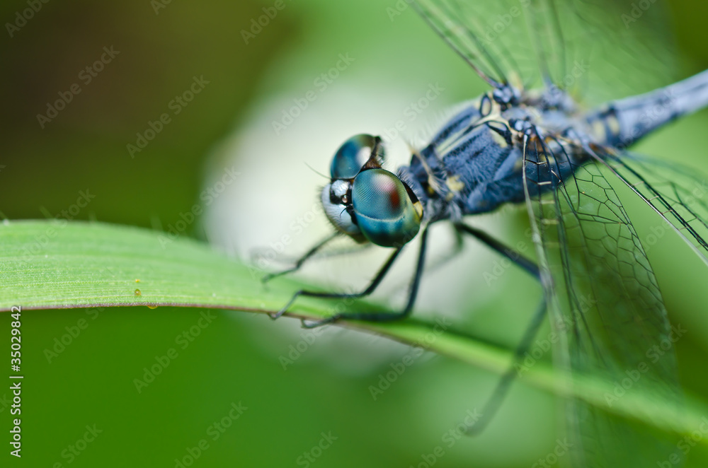 dragonfly in green nature dragonfly in green nature