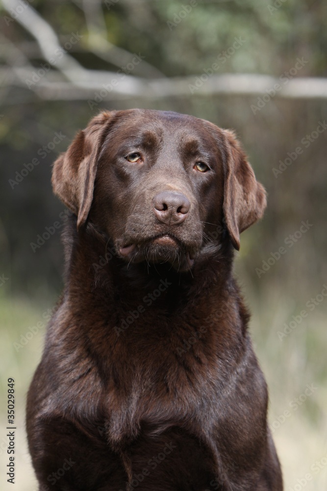 bbeau portrait de labrador chocolat au regard tendre