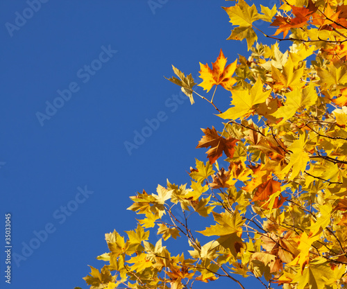 Autumn Sycamore Leaves