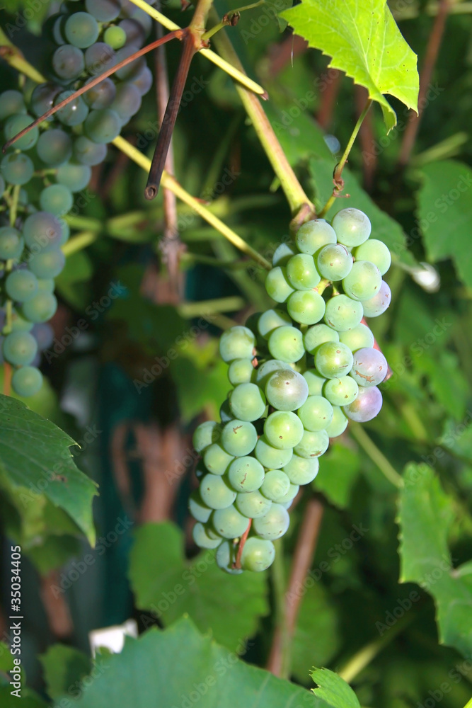 Bunch of Green Grapes outdoor on green dark background Bunch of Green Grapes outdoor on green dark background