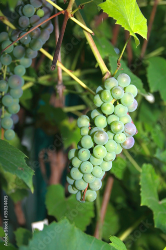 Wallpaper Mural Bunch of Green Grapes outdoor on green dark background Torontodigital.ca