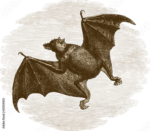 Chauve-souris