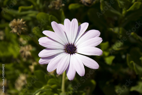 Flor violeta