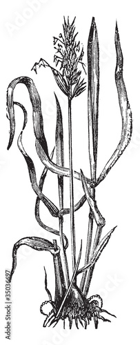 Anthoxanthum odoratum, or sweet vernal grass vintage engraving.