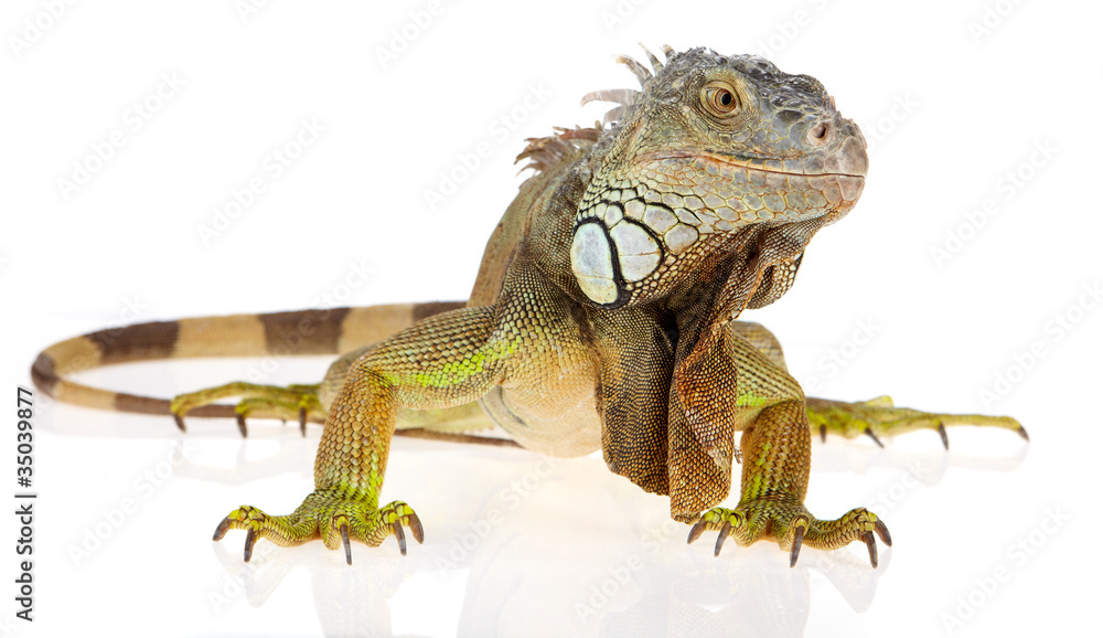 Obraz premium iguana