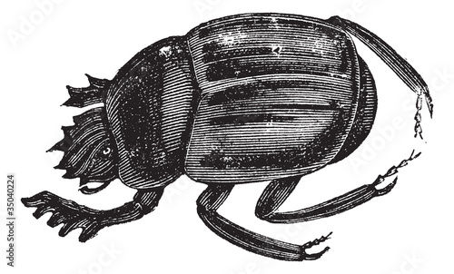 Scarab beetles or Ateuchus aegyptiorum . Vintage engraving