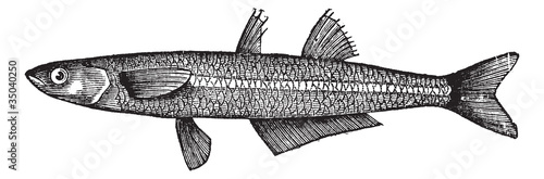 Atherina notata, Dotted Silverside or Big-scale sand smelt fish.