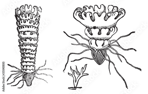 Life cycle of a Jellyfish or Aurelia vintage engraving