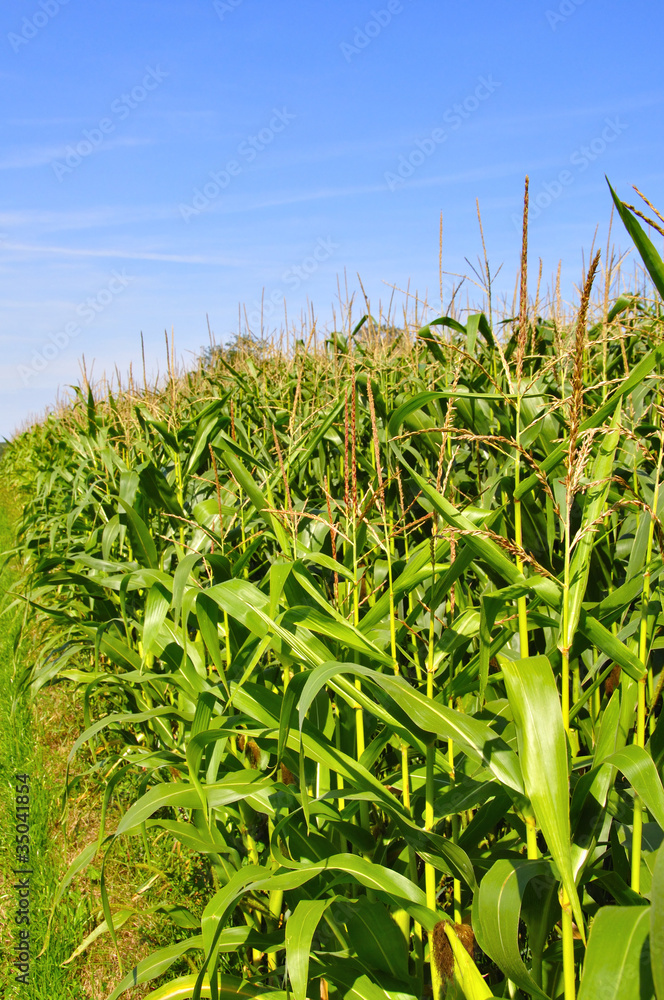 Obraz premium Maïs