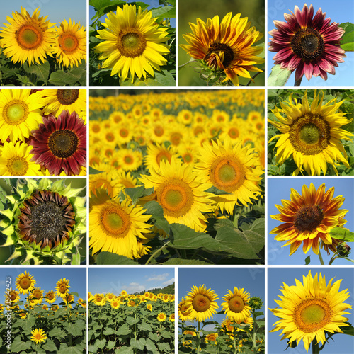 collage with variety of sunflowers