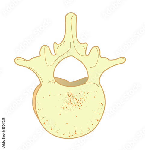 Hueso vertebra