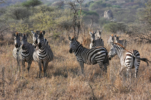 Zebres dans la savane