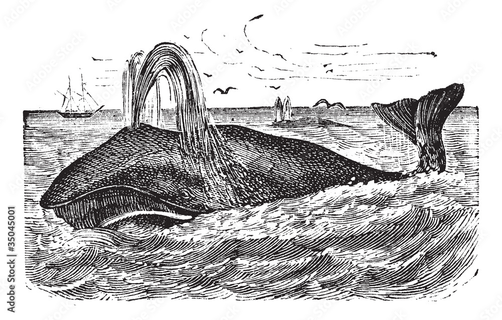 Fototapeta premium Bowhead Whale vintage engraving