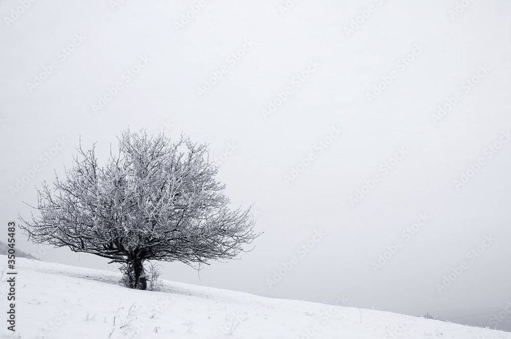 Solitaire tree in snowy country