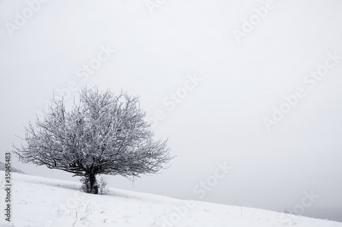 Solitaire tree in snowy country