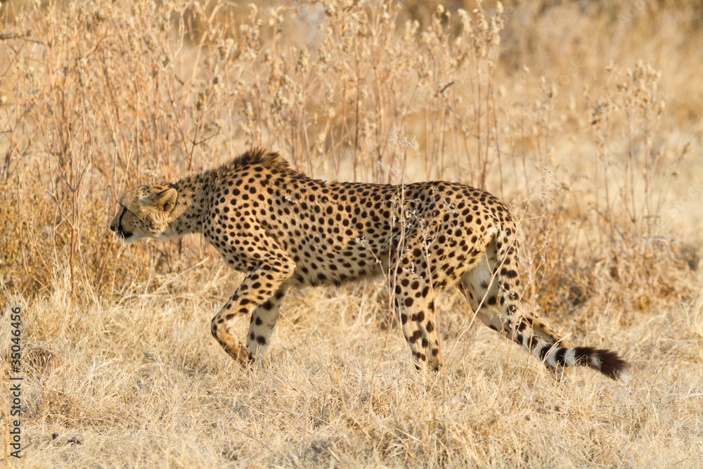 Gepard schleicht sich an (Acinonyx jubatus) Gepard schleicht sich an (Acinonyx jubatus)