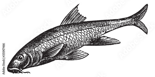 Barbus barbus or Common Barbel. Vintage engraving.