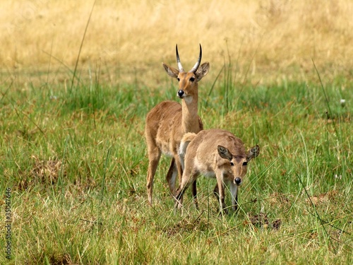 Wallpaper Mural Common reedbuck Torontodigital.ca
