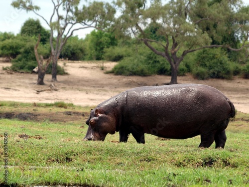Hippopotamus eating photo