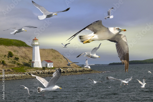 seagulls flying around a lighthouse - Halifax - Canada