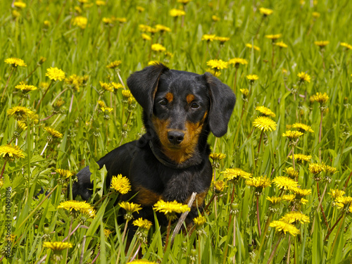 The small dog sits among flowers