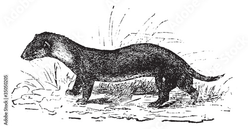 The European polecat or Mustela putorius, vintage engraving.