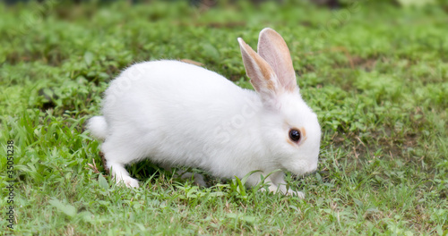White rabbit in fresh green grass
