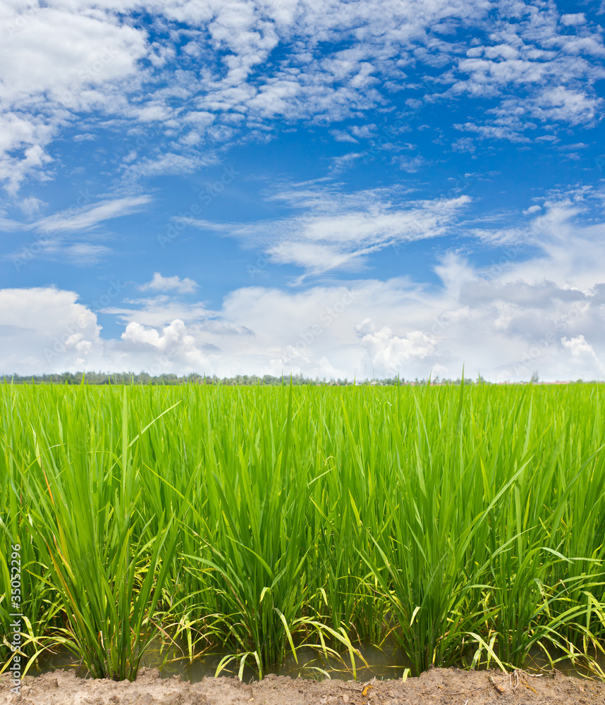 Green paddy rice field and cloud in blue sky Green paddy rice field and cloud in blue sky