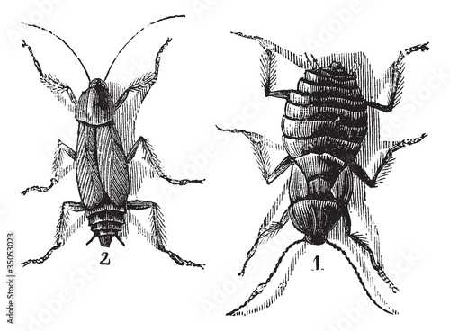 Male and Female, Cockroaches, (left) male, (right) female, vinta