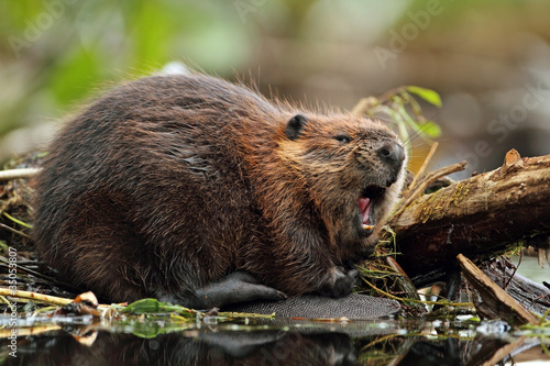North American Beaver (Castor canadensis) - Ontario photo