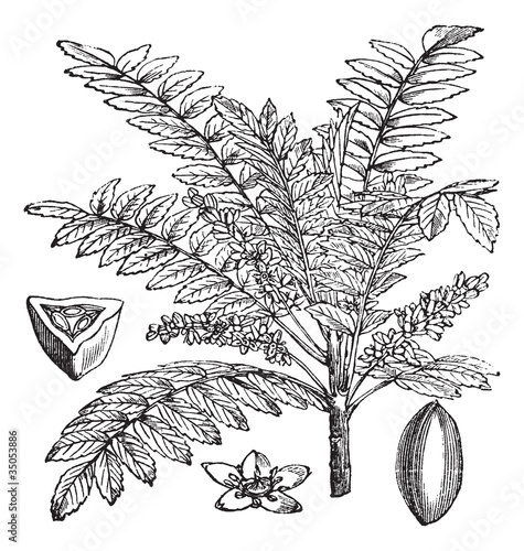 Indian Frankincense or Salai or Boswellia serrata vintage engrav