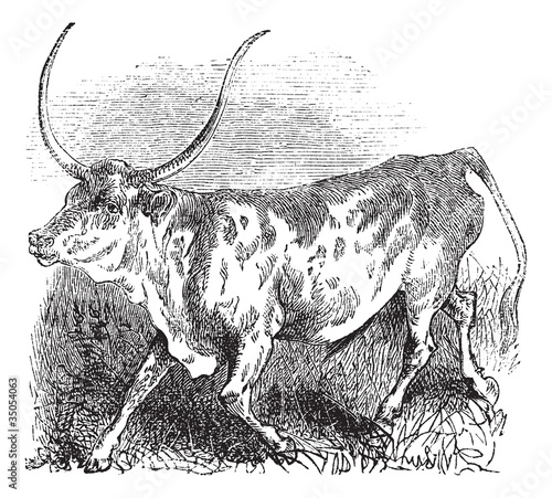 Brazilian, cow, vintage engraving.
