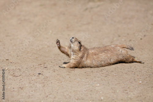 Funny rodent rising his paw up like it is asking to drink water
