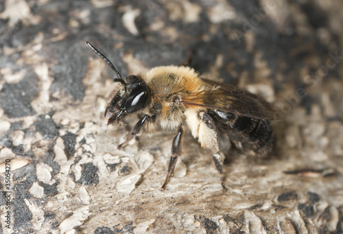 Bee resting on wood, macro photo