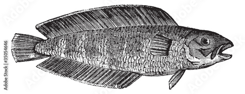 Cusk or Brosme brosme, marine, fish, vintage engraving.