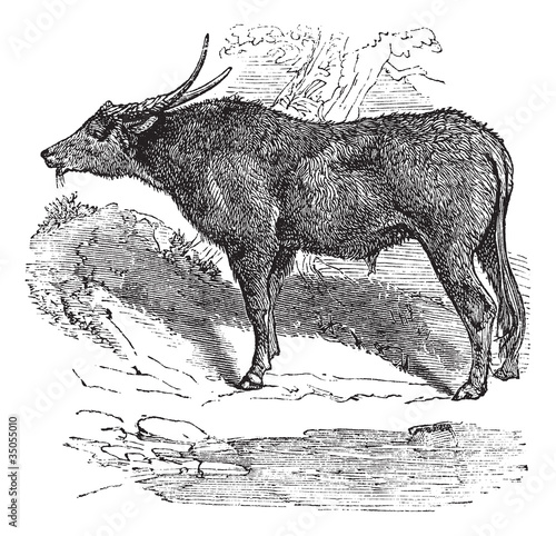 Water buffalo or Bubalus bubalis, buffalo, Indian, vintage engra