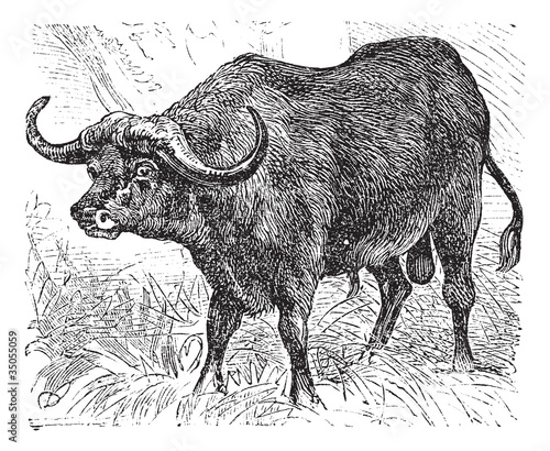 African buffalo or Syncerus caffer, buffalo, vintage engraving. photo
