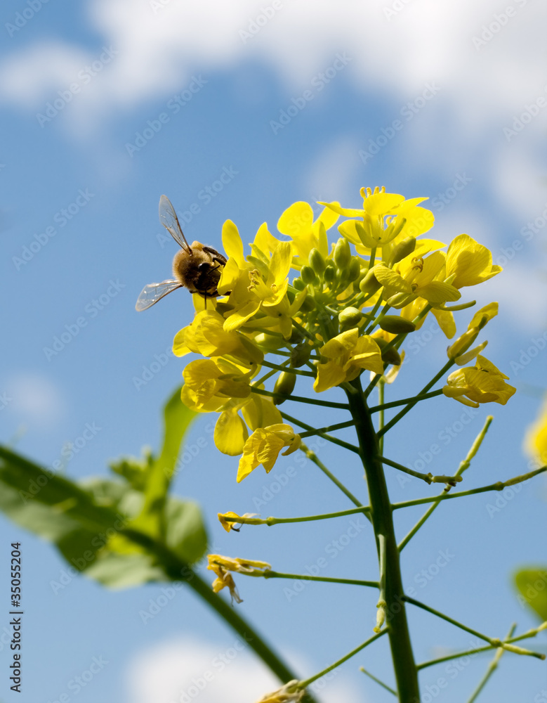 Fototapeta premium sunny spring day biodiversity with bee