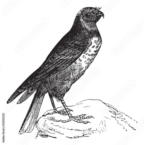 Hen Harrier or Circus cyaneus, bird, vintage engraving.