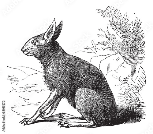 Patagonian Mara or Dolichotis patagonum, rodent, vintage engravi
