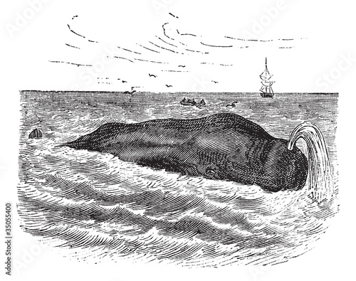 Sperm whale or Physeter macrocephalus, marine, mammal, vintage e photo