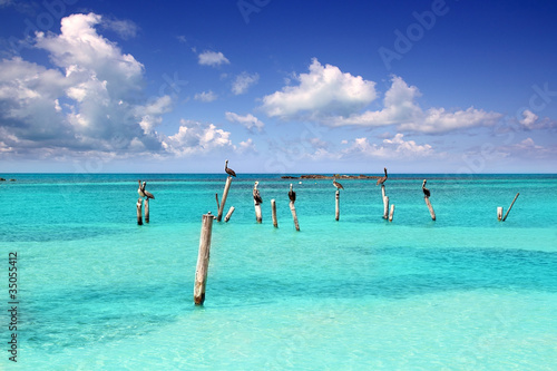 Caribbean pelican turquoise beach tropical sea