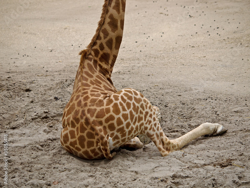 Sitzende Giraffe (Giraffa camelopardilis) photo