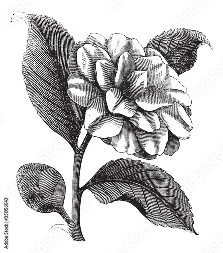 Camellia Japonica or Rose of winter vintage engraving