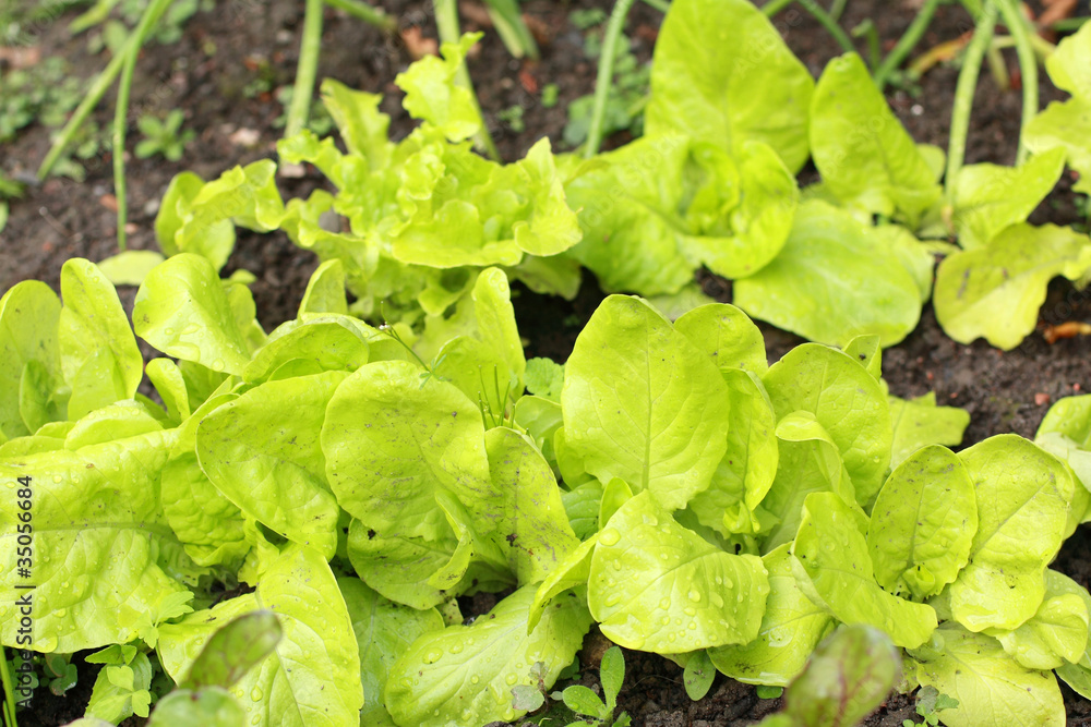 Fresh lettuce in the garden Fresh lettuce in the garden