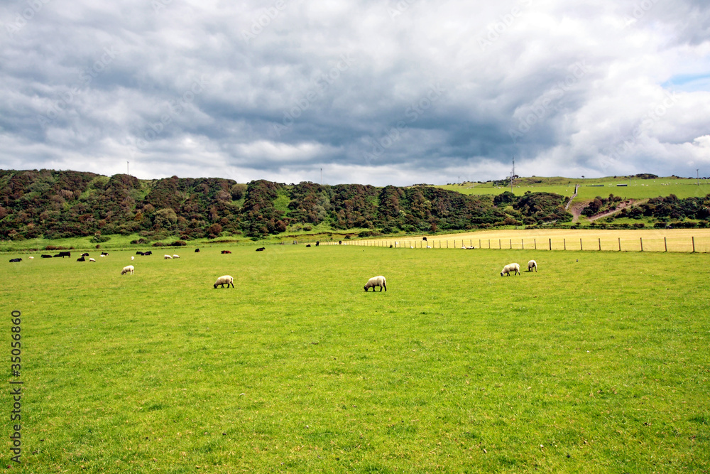 Sheep in the fields