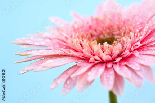 pink cosmos flower in macro