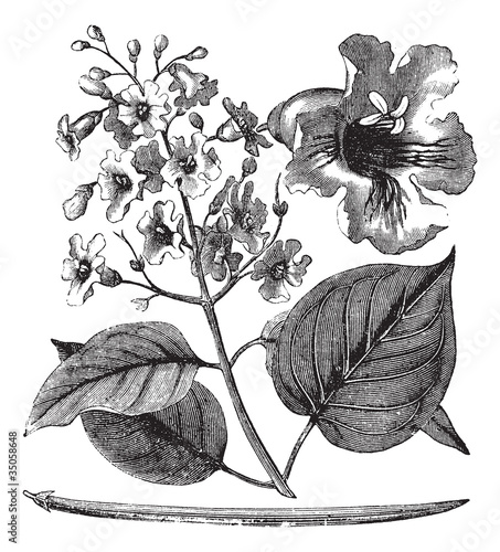 Catalpa bignonioides or cigar tree vintage engraving