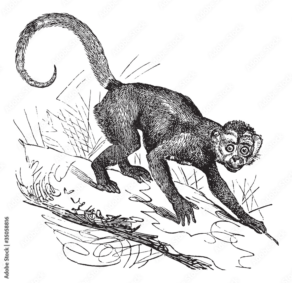 Naklejka premium Cebus Capucinus or Capuchin vintage engraving
